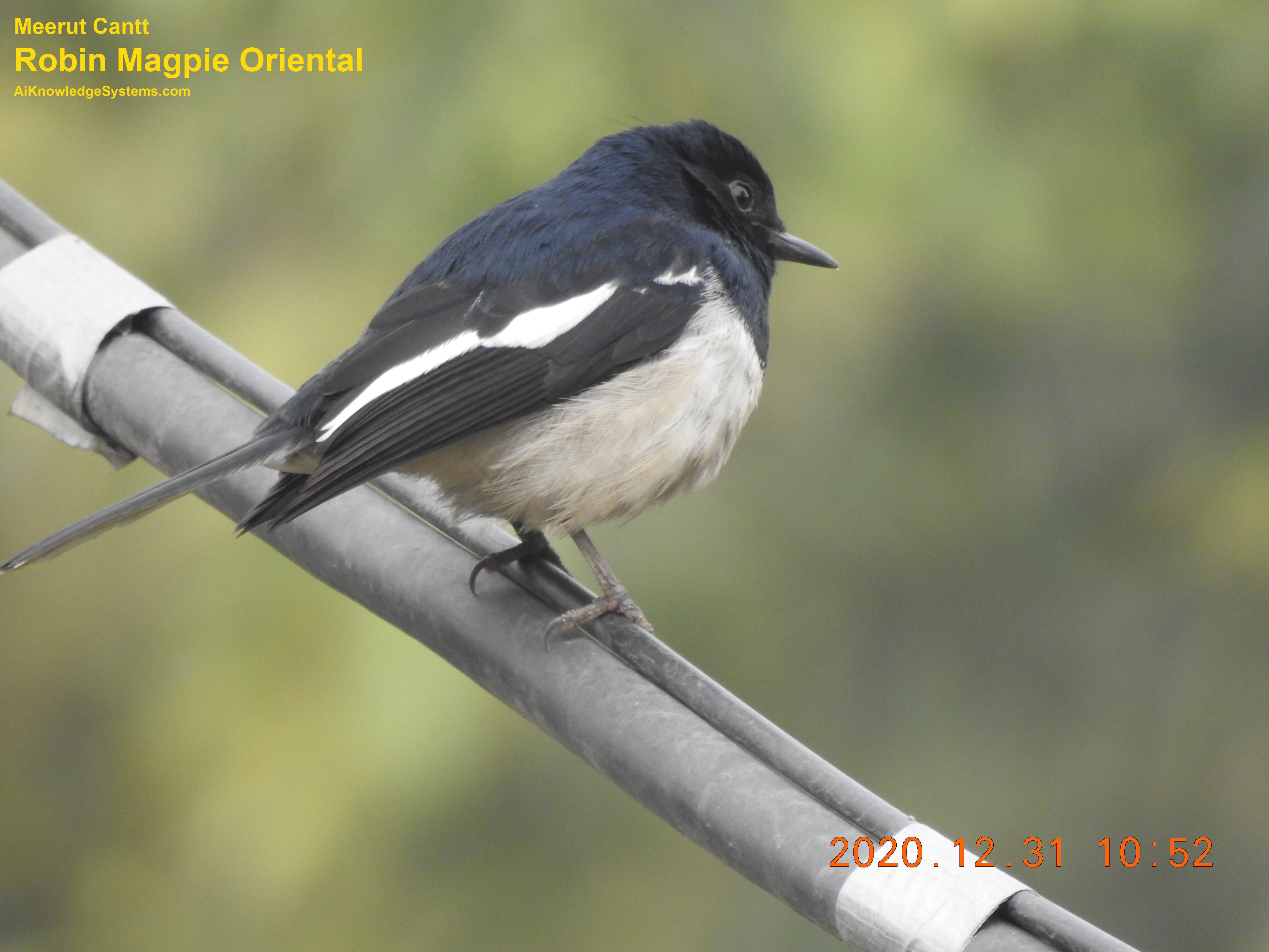 Magpie Robin (89) Coming Soon